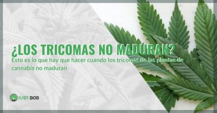 Estos son algunos remedios para los tricomas que tardan en madurar