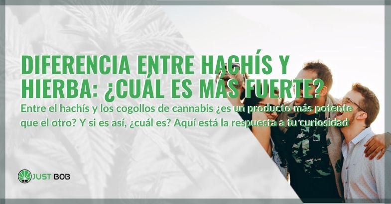 Hachís y hierba: ¿cuál es más fuerte, cuáles son las diferencias?