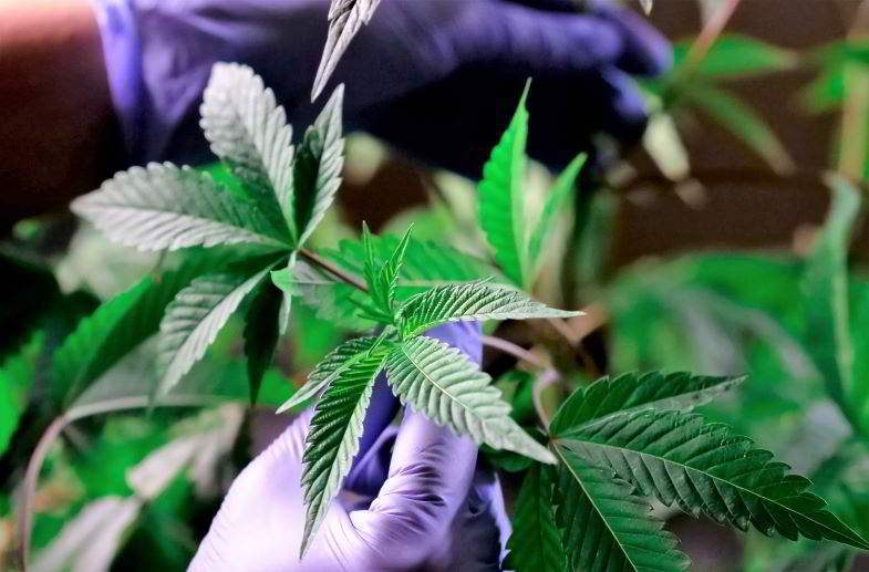 Planta de cáñamo para uso industrial