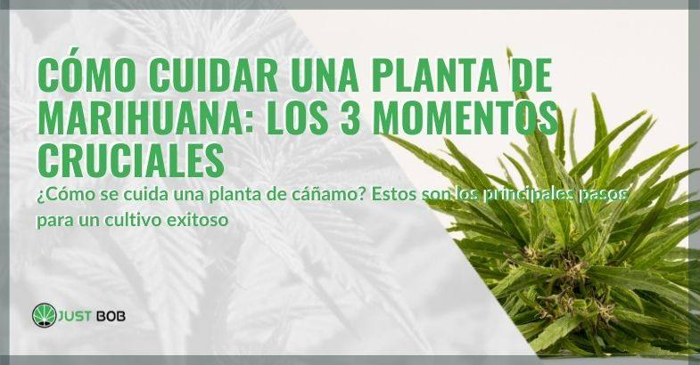 3 momentos cruciales en el cuidado de una planta de marihuana