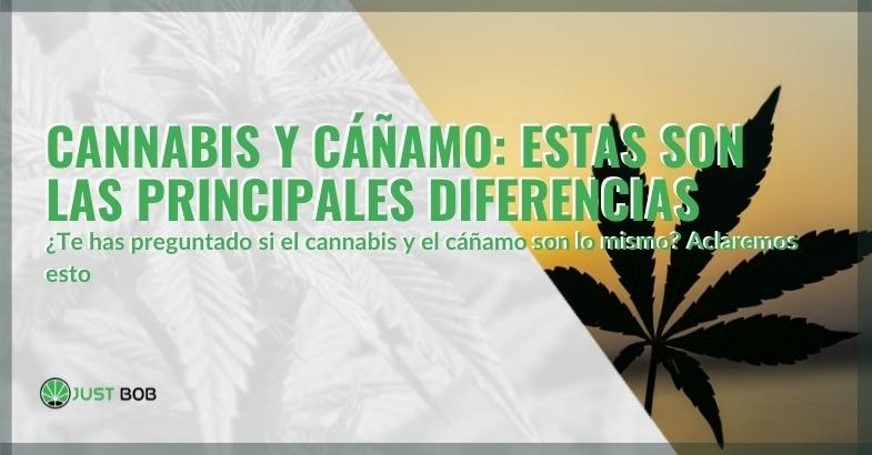 Las principales diferencias entre el cannabis y el cáñamo