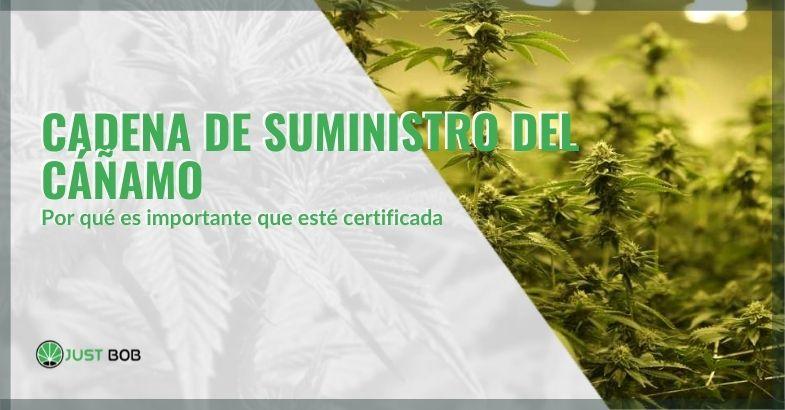 La importancia de la certificación de la industria del cáñamo