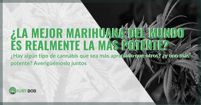 ¿La mejor marihuana es también la más potente?