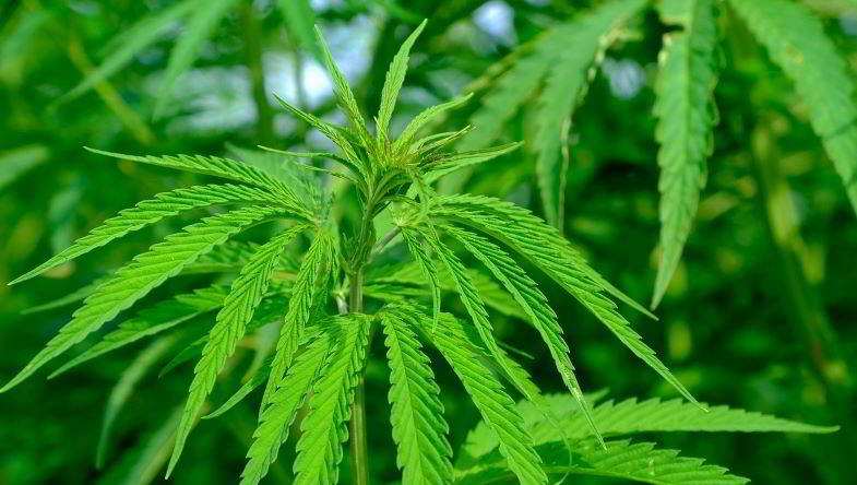 Planta de cáñamo