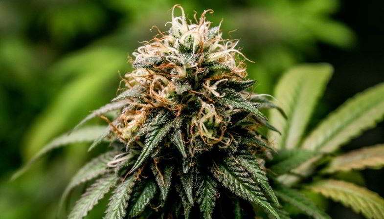 Planta de cannabis