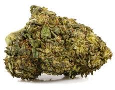 Cogollo de marihuana cbd ak 47 cbd boost