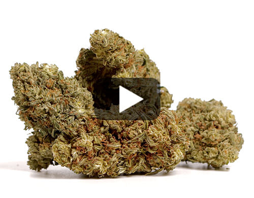 Vista previa de video de flores de Marihuana cbd AK47 CBD BOOST con matices verdes y marrones