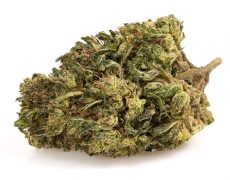 ak47-cbd-boost-small-marihuana-cbd