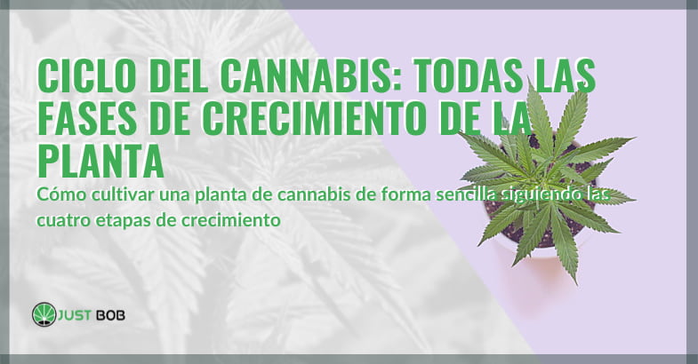 El ciclo del cannabis: las fases de crecimiento