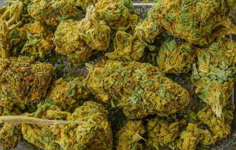 Brotes de cannabis