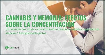 Los efectos del cannabis en la memoria y la concentración