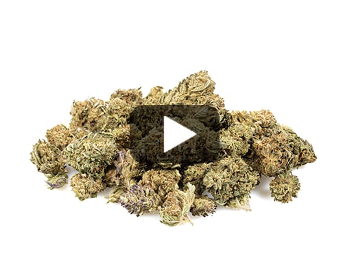 marihuana-sin-thc-california-small