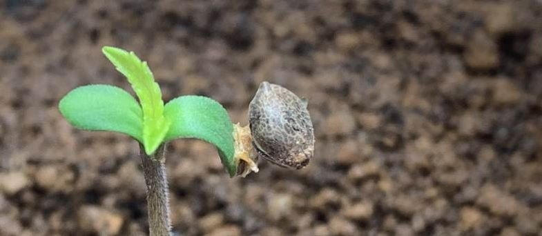 Semillas de cannabis germinadas