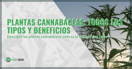 Tipos y beneficios de las plantas cannabáceas