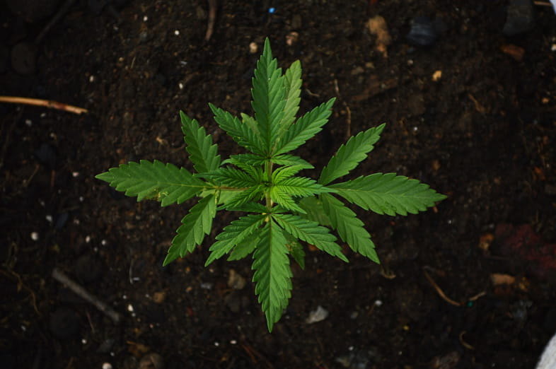 El primer museo del cannabis del mundo se encuentra en Ámsterdam