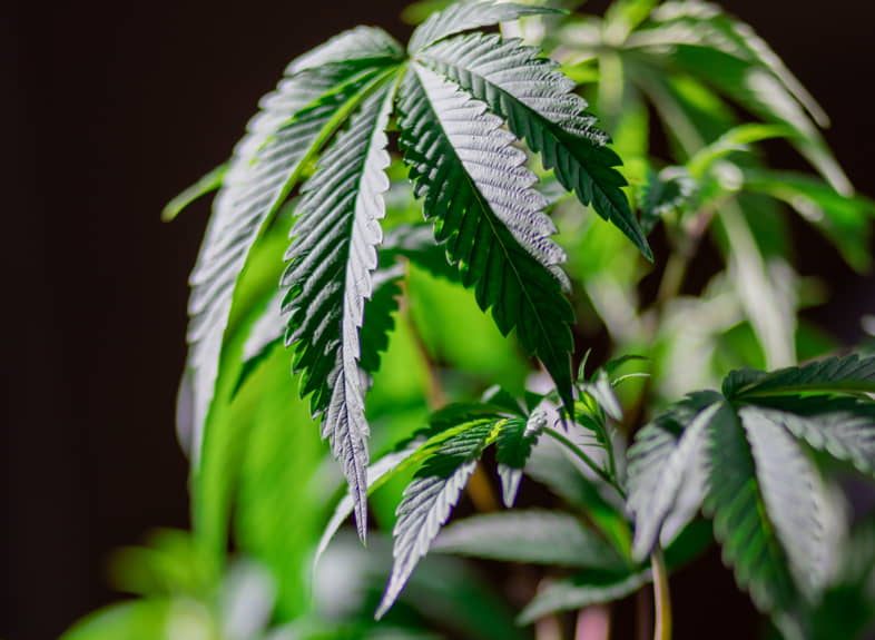 El cannabis light no afecta a la psique