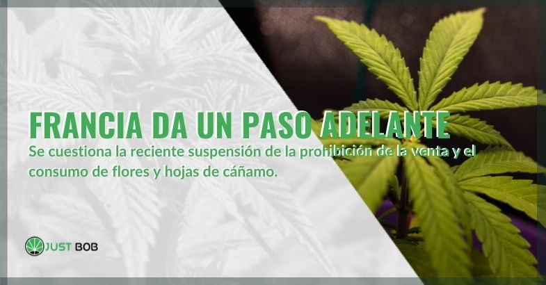 Francia revoca la suspensión de la venta y el consumo de flores y hojas de cáñamo