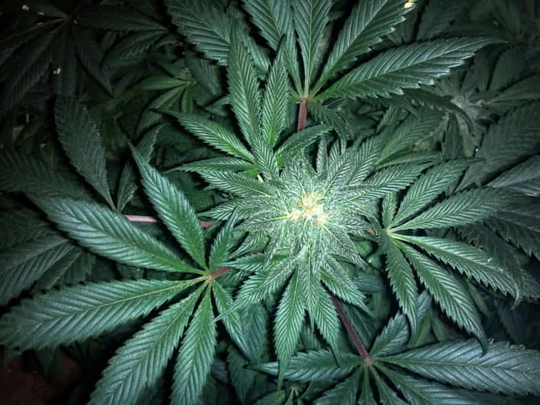 Marihuana perteneciente a la familia de las Cannabáceas