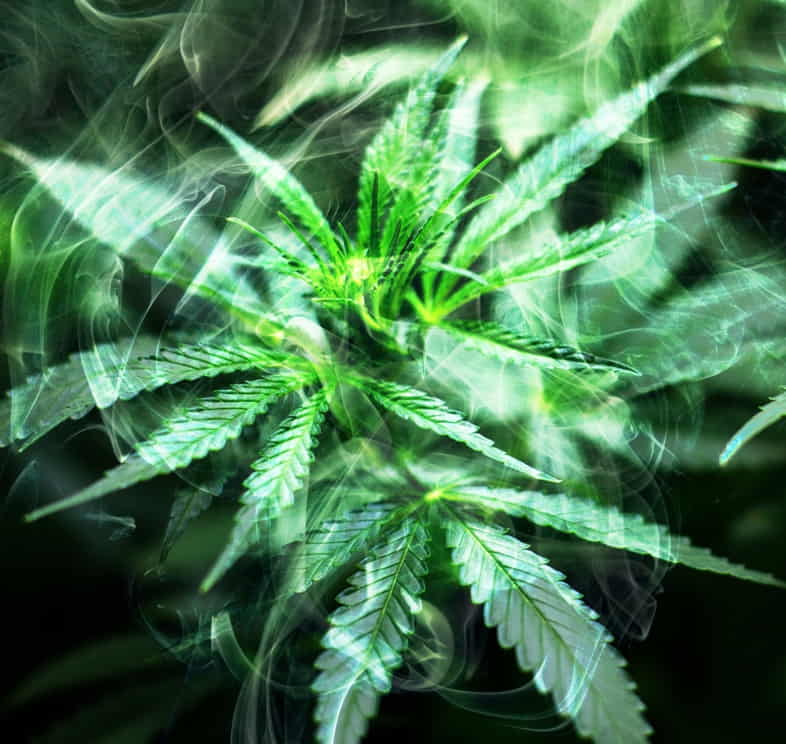 ¿Puede considerarse el cannabis como alucinógeno?