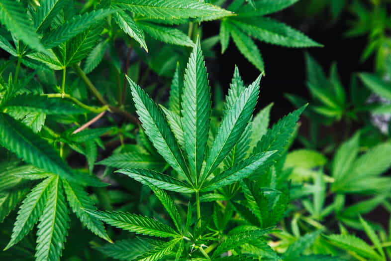 Todo lo que necesitas saber sobre la marihuana