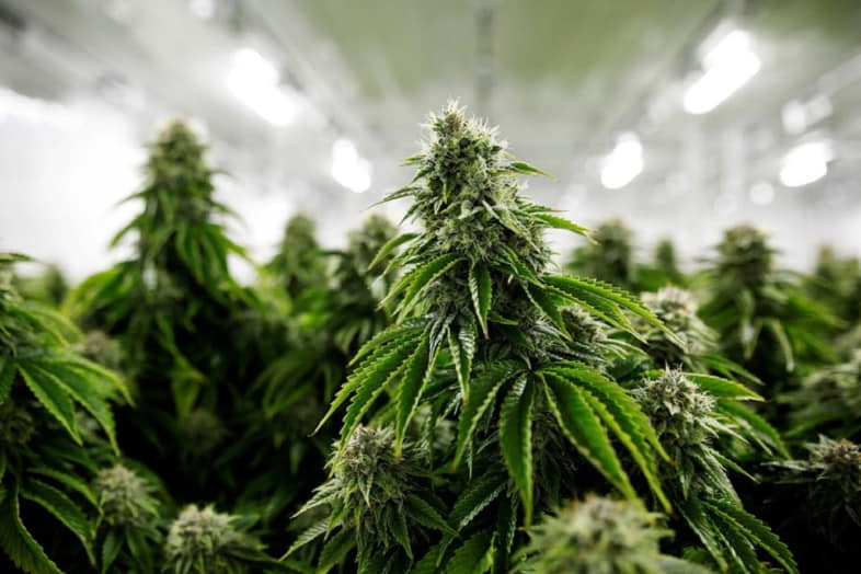 Hay factores que garantizan un buen rendimiento de la planta de cannabis