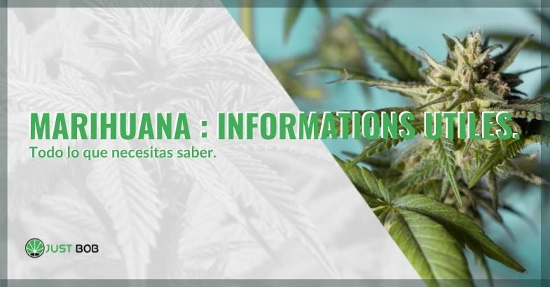 Toda la información útil sobre la marihuana