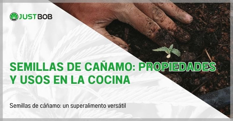 Semillas de cañamo: propiedades y usos en la cocina