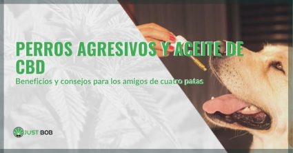 Beneficios del aceite de CBD para perros agresivos