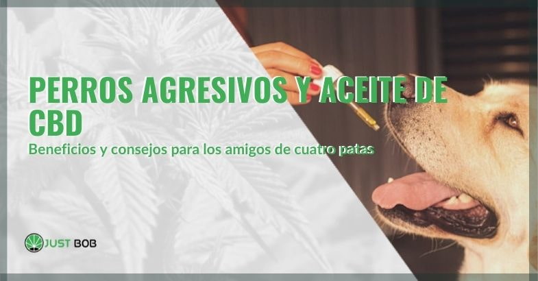 Beneficios del aceite de CBD para perros agresivos