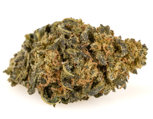 Cannabis cbd de la variedad amnesia cbd boost