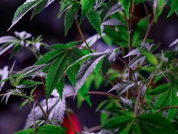 Cultivo de cannabis para principiantes