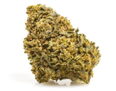 Marihuana amnesia cbd boost