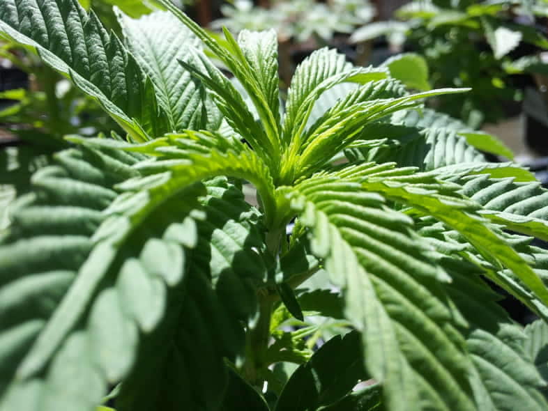 Planta de cannabis legal