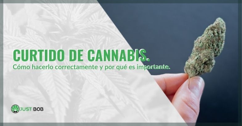 Cómo curtir correctamente el cannabis