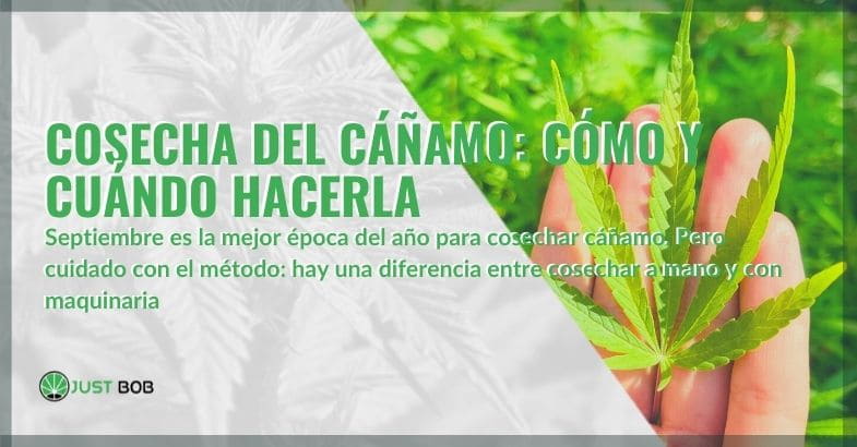 ¿Cómo y cuándo se cosecha el cannabis?