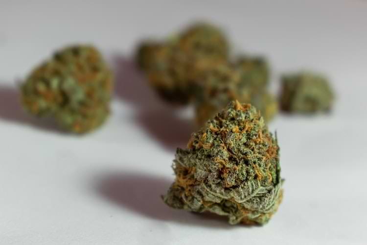 El cultivo de cannabis para principiantes es arriesgado