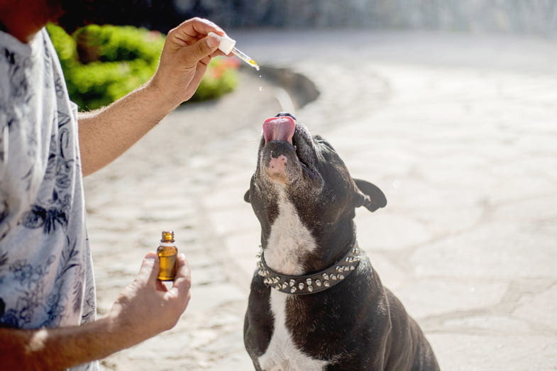 Dosis de aceite de CBD para perros