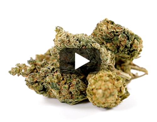 marihuana-sin-thc-HQ-cbd-boost