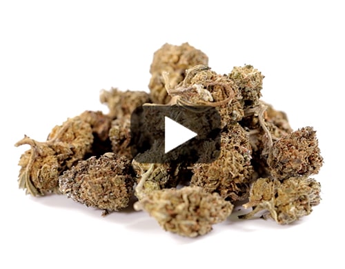 marihuana-sin-thc-amnesia-cbd-boost