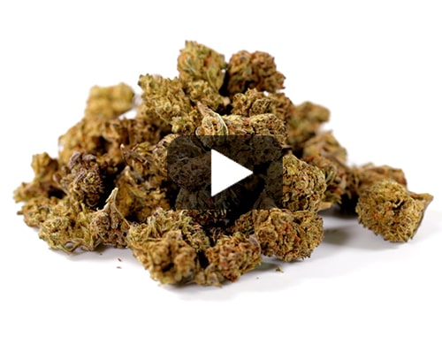 marihuana-sin-thc-pequena-HQ-cbd-boost