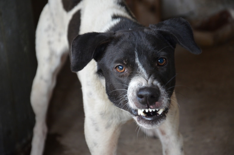 Un perro agresivo que gruñe