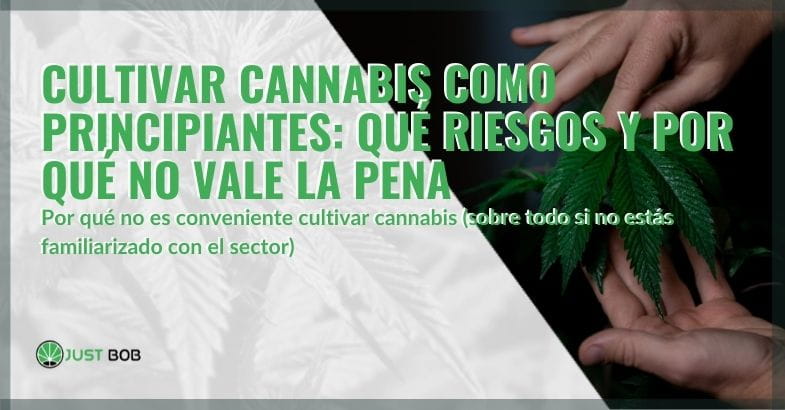 Los riesgos de los principiantes en el cultivo de cannabis