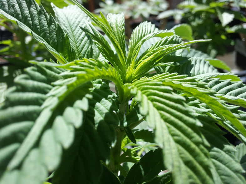 Las propiedades beneficiosas del THCV