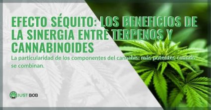 Los beneficios del efecto séquito del cannabis