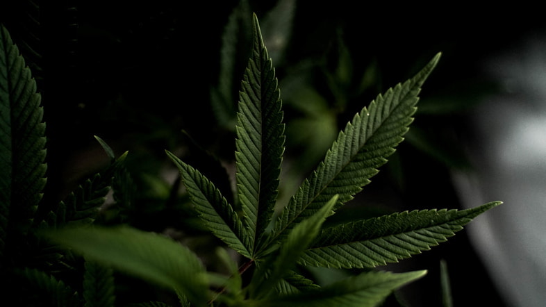 Cannabinoides contenidos en el cannabis