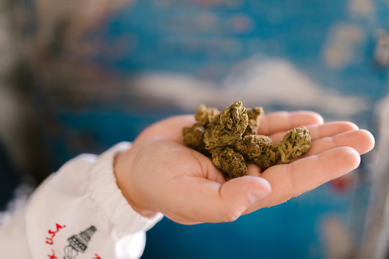 Brotes de cannabis