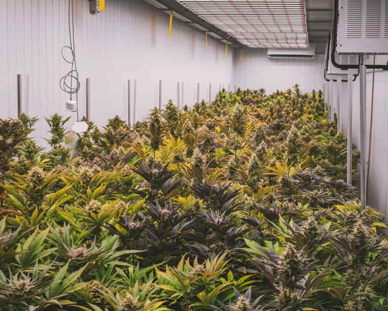 Cultivo de cannabis