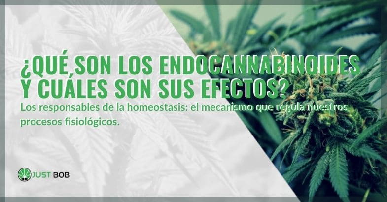 Endocannabinoides: qué son y sus efectos