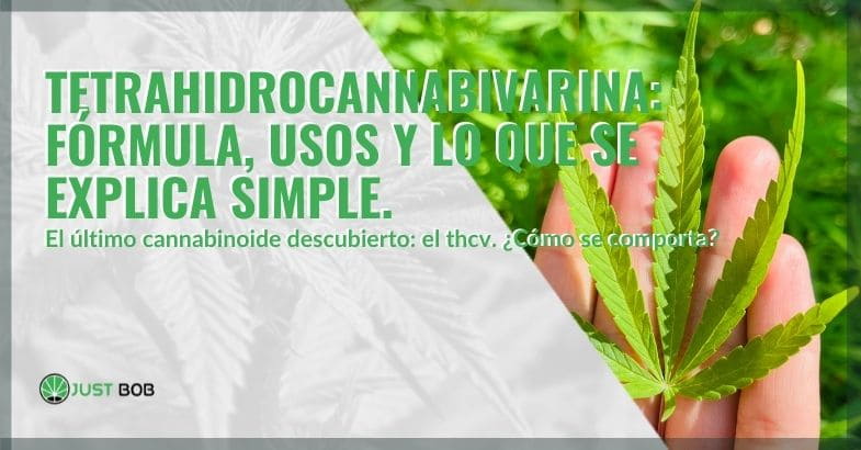 La fórmula y los usos de la tetrahidrocannabivarina