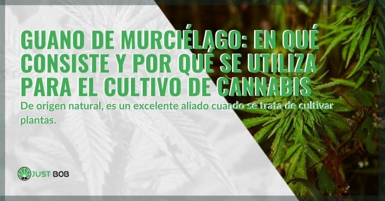 Guano de murciélago para el cannabis: ¿en qué consiste?